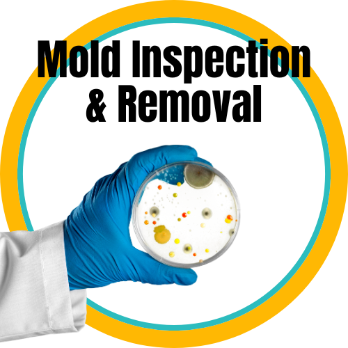 Mold Inspection and Removal